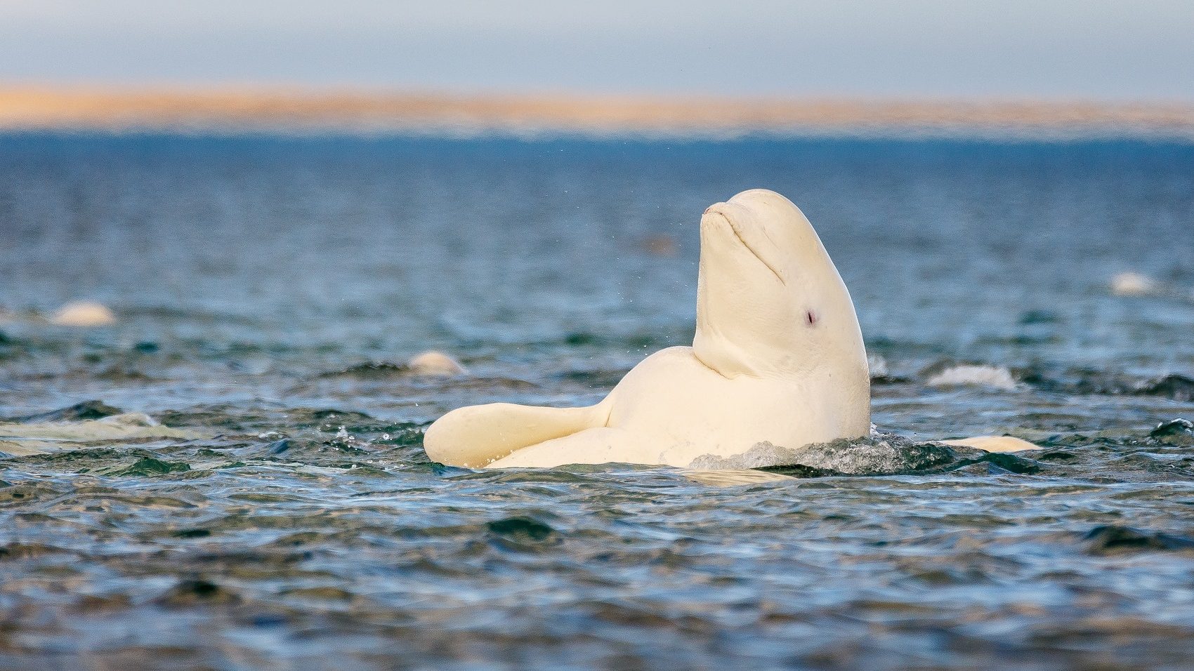 Ott bukkant fel egy beluga, ahol semmi keresnivalója