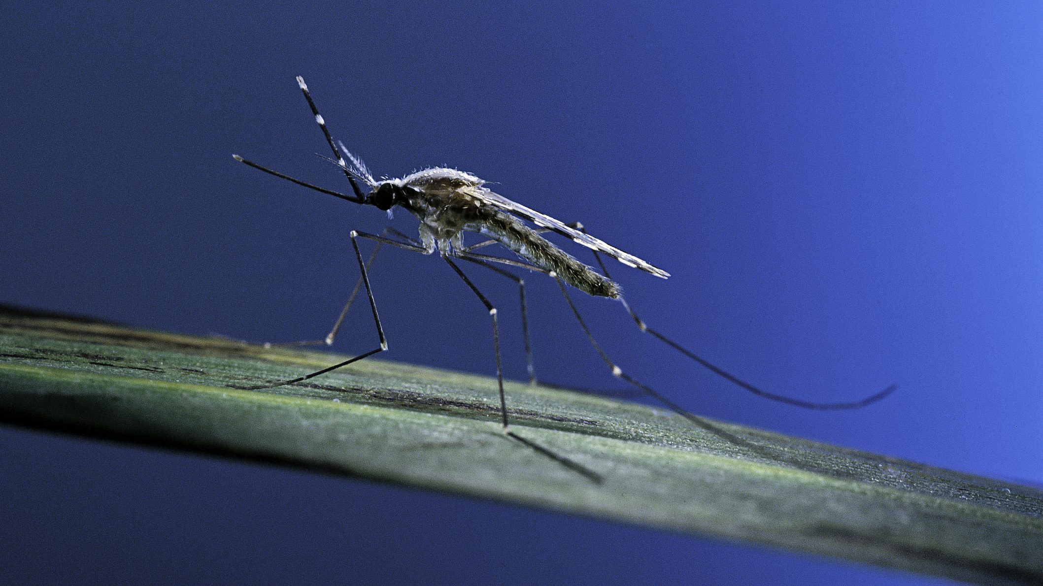 Ne higgyük, hogy Magyarországra nem érhet el a malária