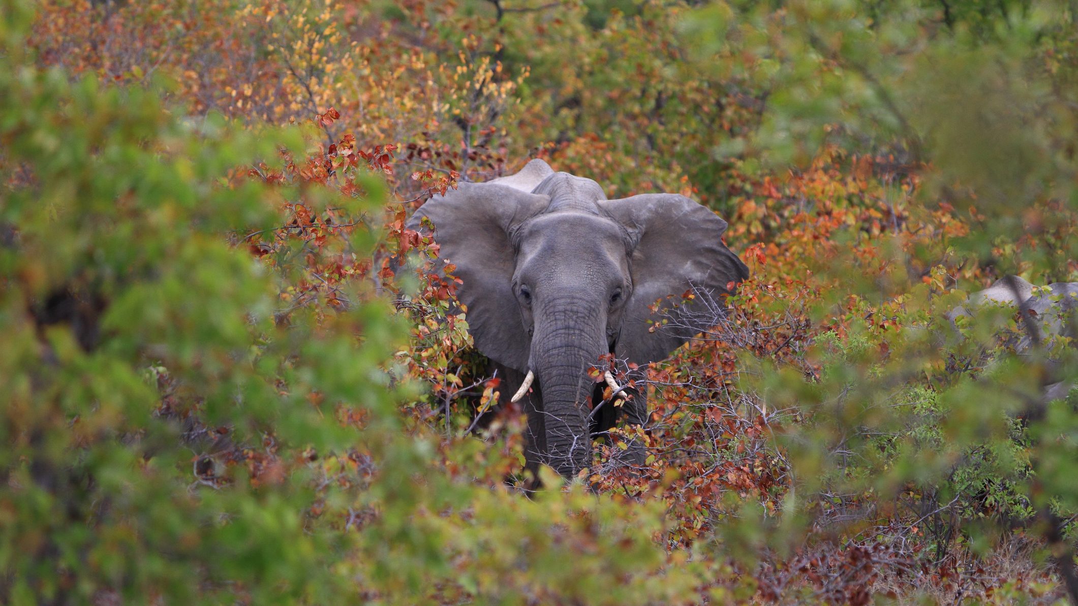 Elefánt ölhette meg az orvvadászt, akinek holttestét Dél-Afrika legnagyobb nemzeti parkjában találták meg