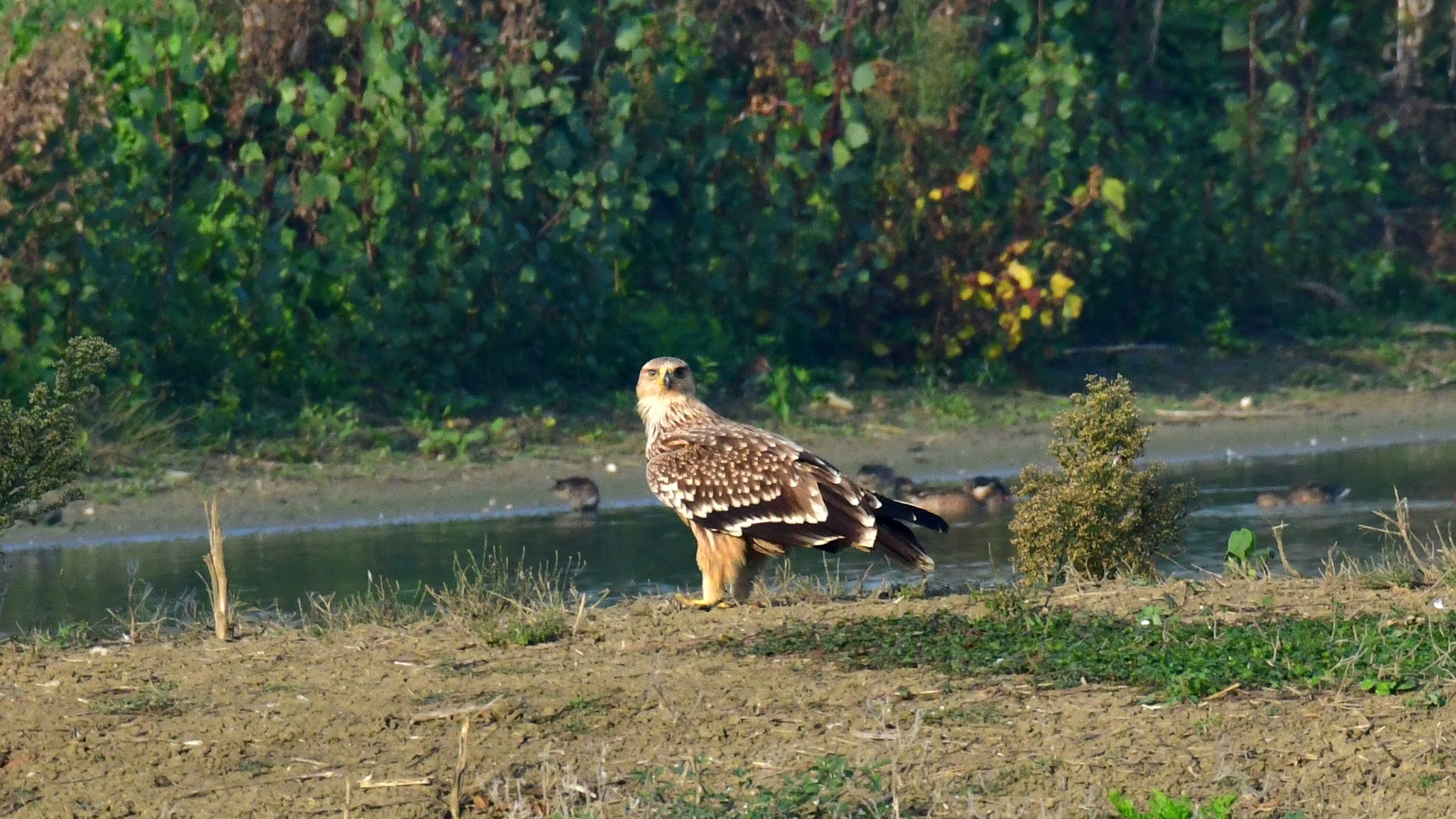 Nagy számban pusztítják Magyarországon a védett madarakat