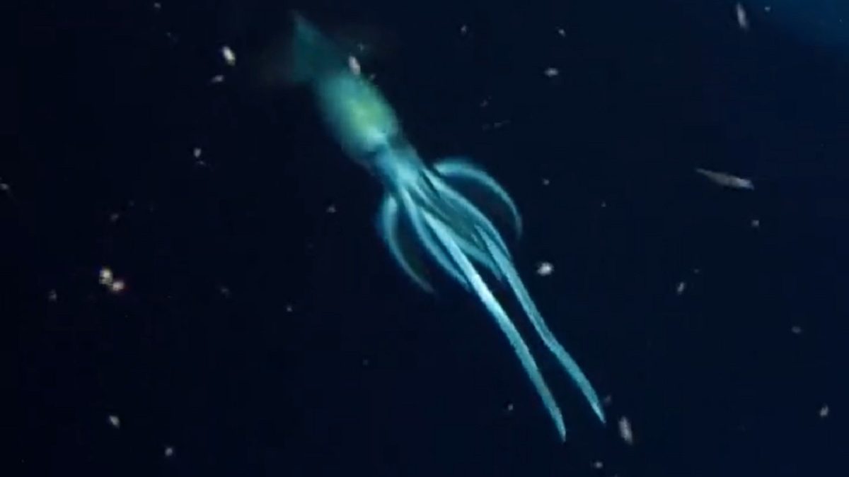 Hatalmas tintahalat videóztak a tenger mélyén