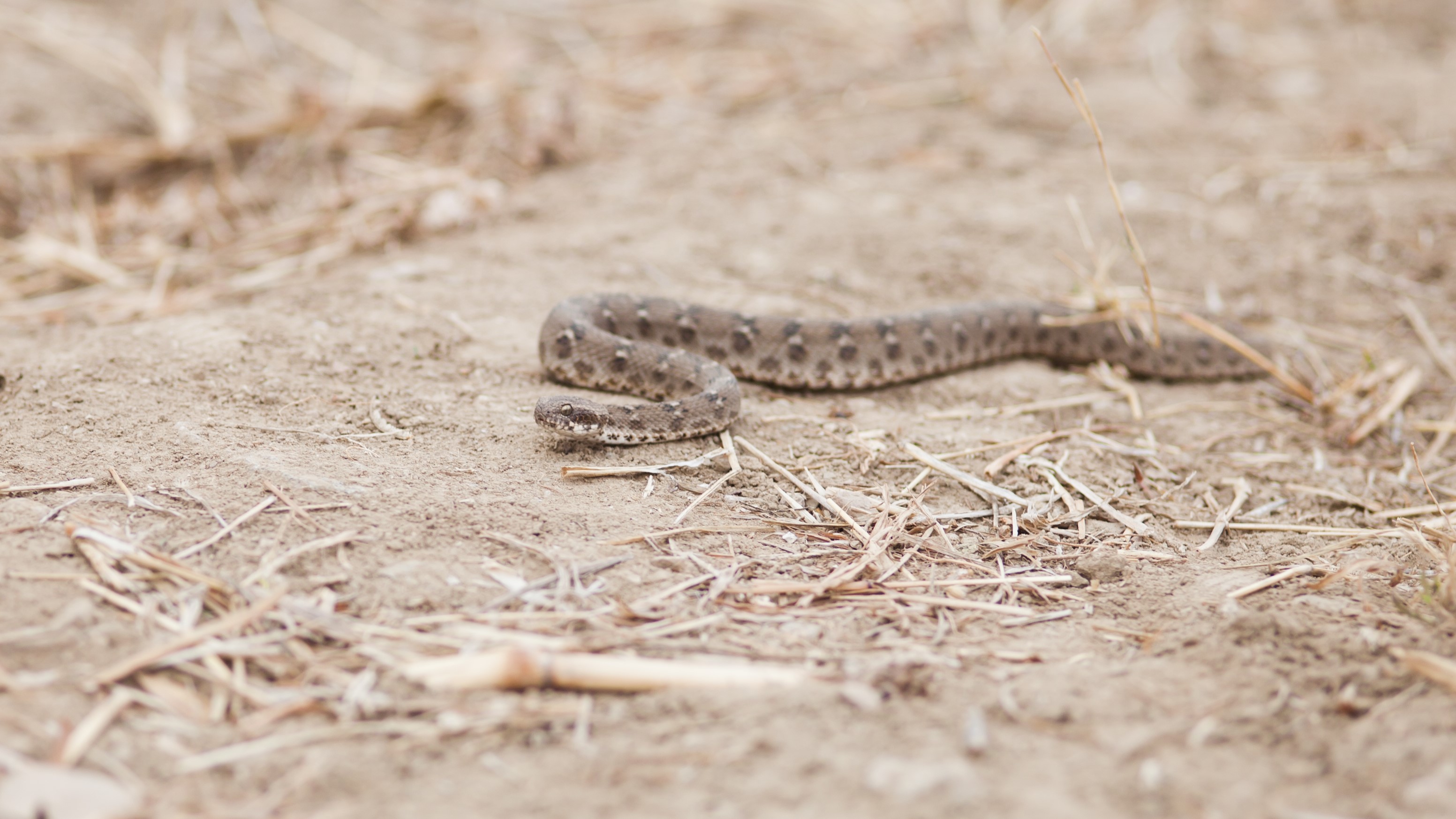 Vipera mart Romániában