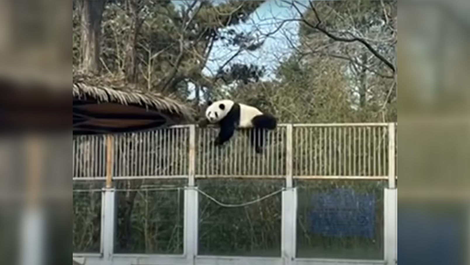 Videón, ahogy megszökik egy panda a pekingi állatkertből