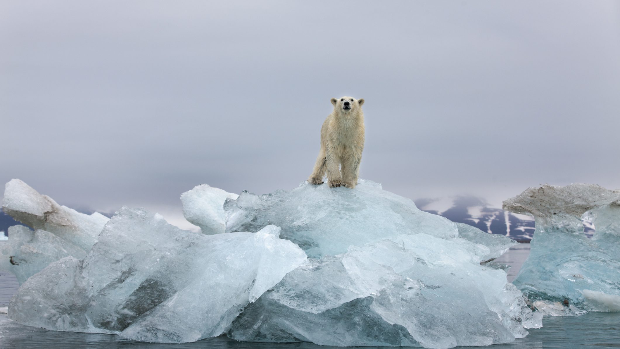 Ezen a télen nem kell jegesmedvéktől tartani Oroszországban
