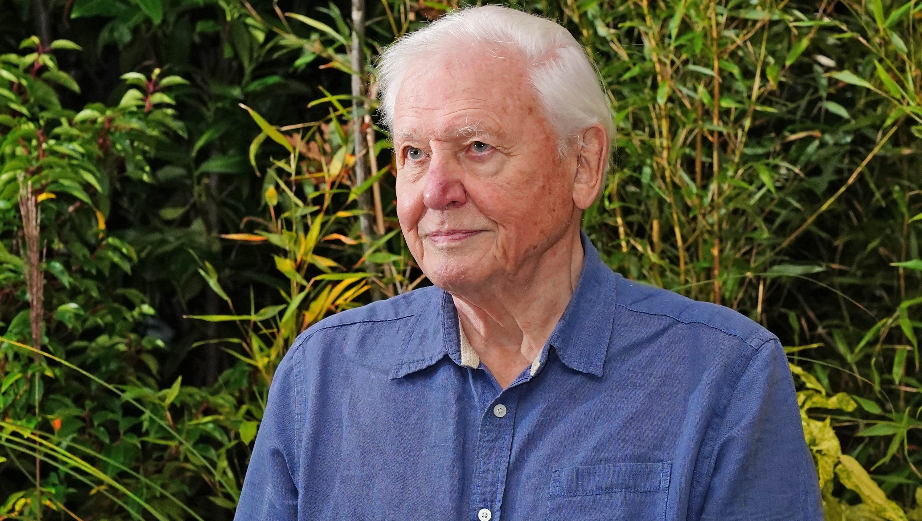 Új dokut forgat a 95 éves Sir David Attenborough, megszúrta egy veszélyes kaktusz