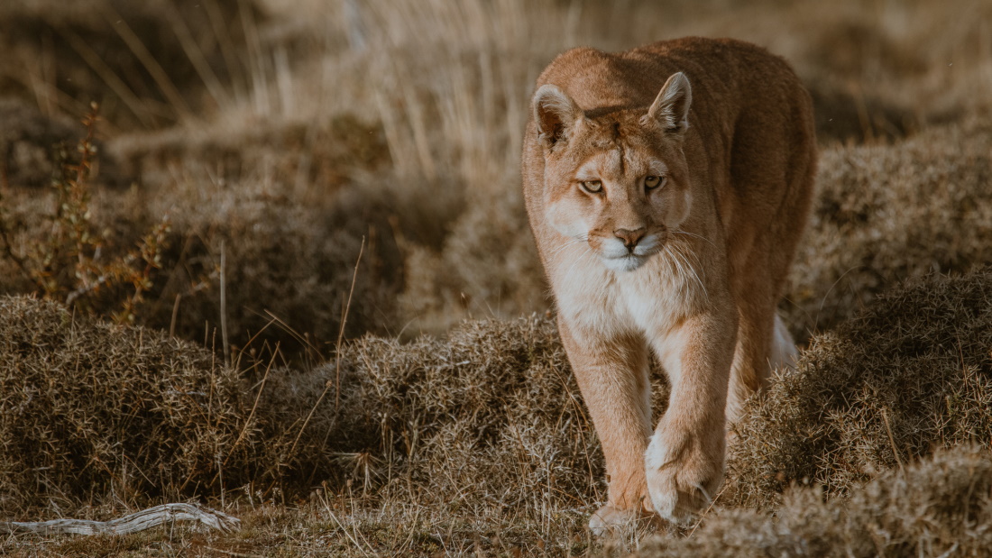 Videón, ahogy puma üldözi a túrázót