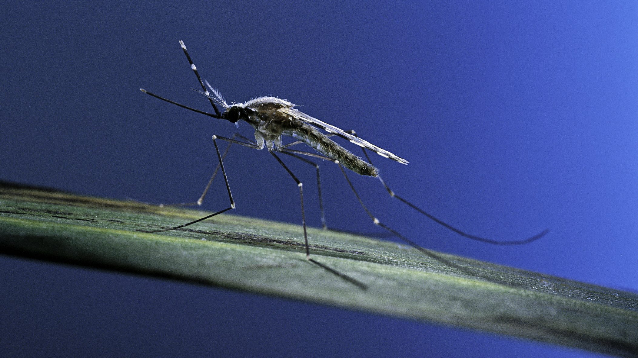 A hím szúnyogok csajozós trükkjei segíthetik lassítani a malária terjedését