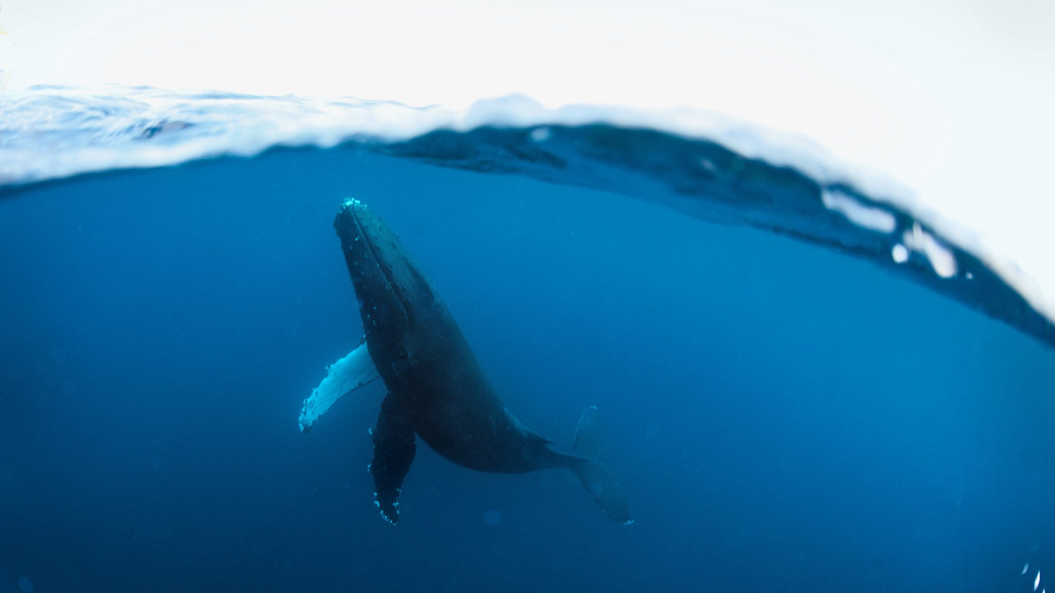 Több ezer kilométert tett meg hálóba gabalyodva egy bálna