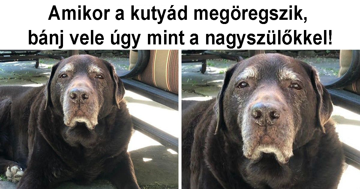 6 okos tanács, amellyel az idősebb kutyád végre kellemesen érezheti magát