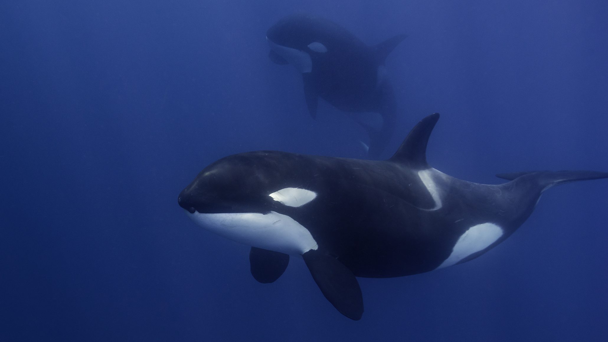 Végignézték a kutatók, ahogy kék bálnákat tépnek szét a kardszárnyú delfinek