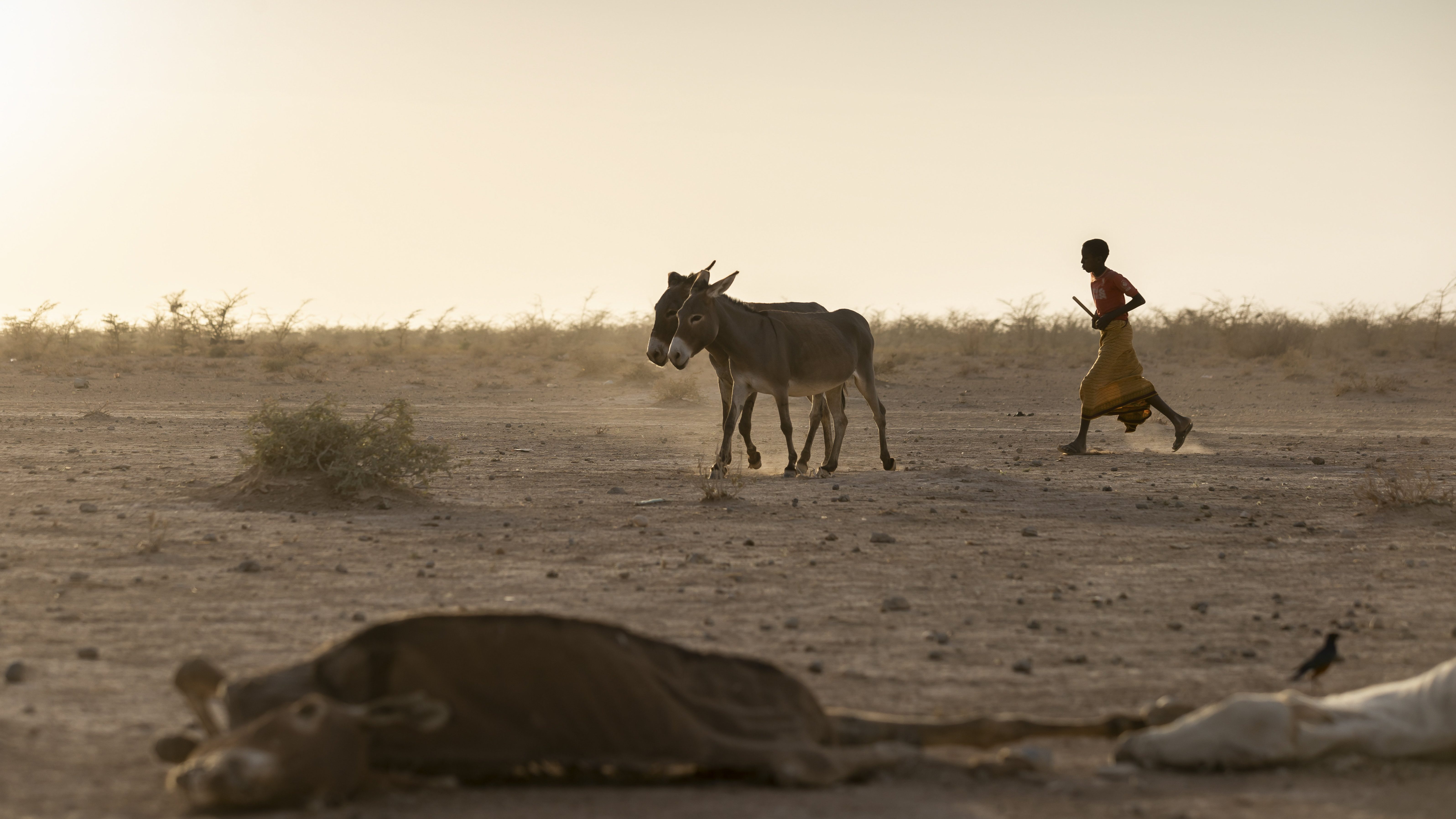 ENSZ: 13 millió embert fenyeget súlyos éhínség Afrikában