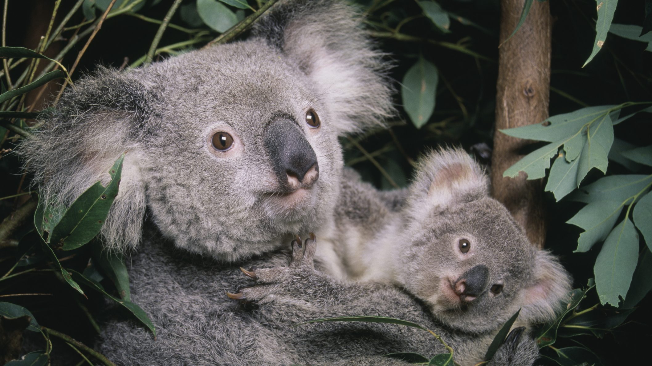 Védetté nyilvánították a koalákat