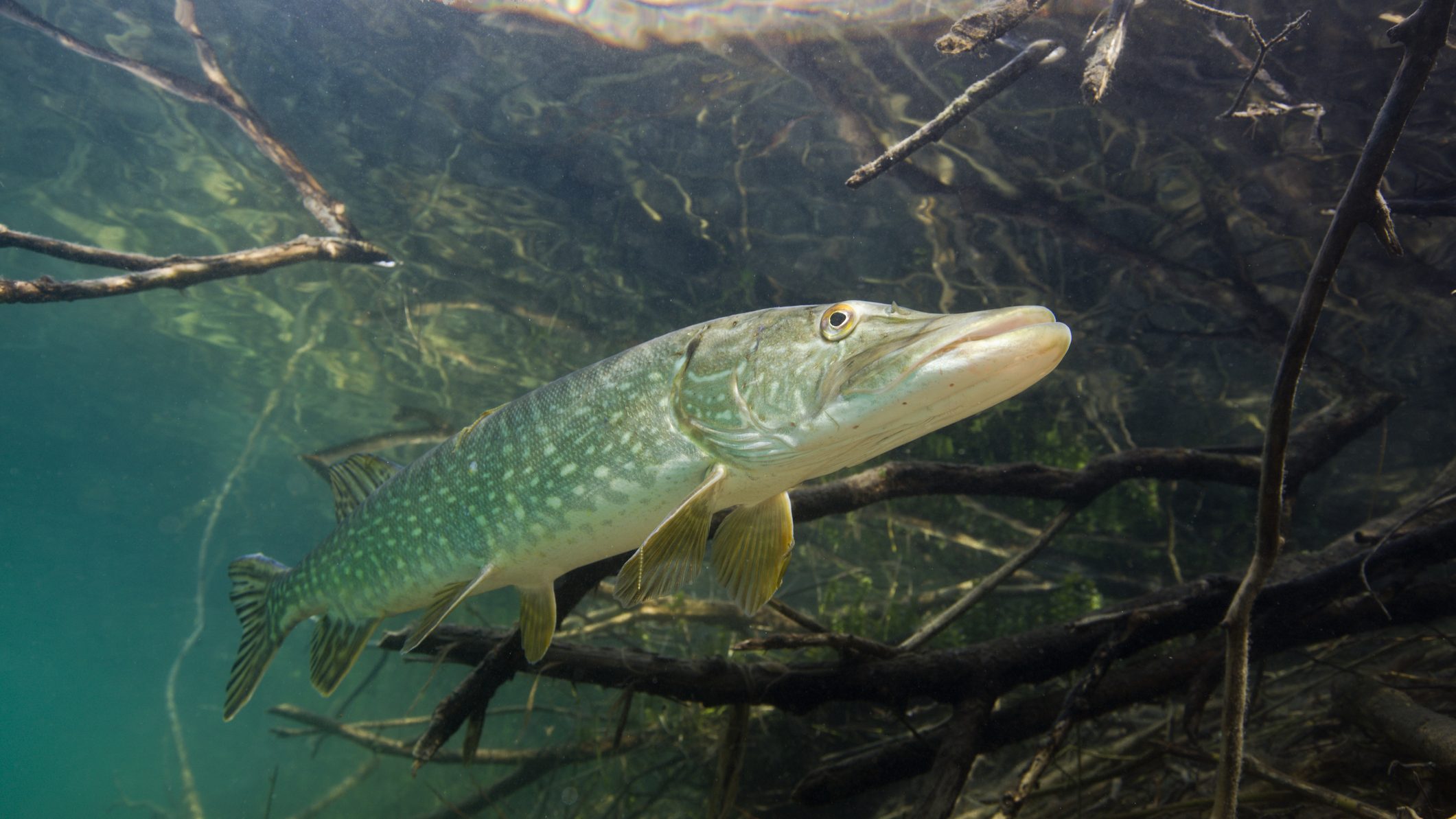 Gigantikus csukát fogott a magyar horgász