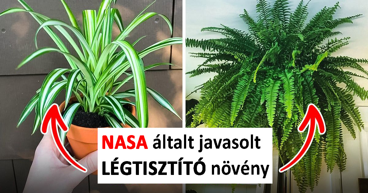 10 növény, ami legyen nálad otthon, ha allergiás vagy