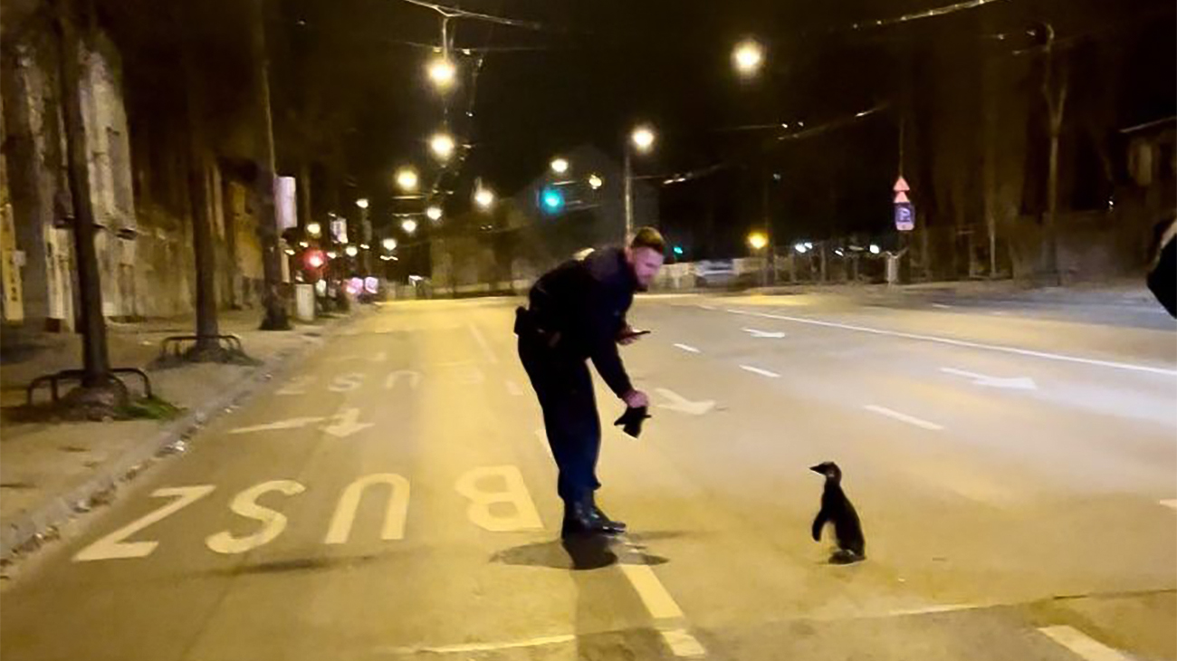 Meglépett egy pingvin az állatkertből éjjel, a Dózsa György úton fogták el