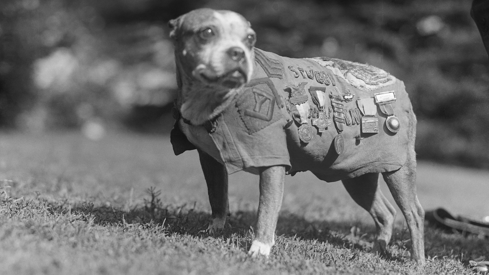 Egy német kémet is fülöncsípett az első világháború leghíresebb kutyája, Tömzsi őrmester