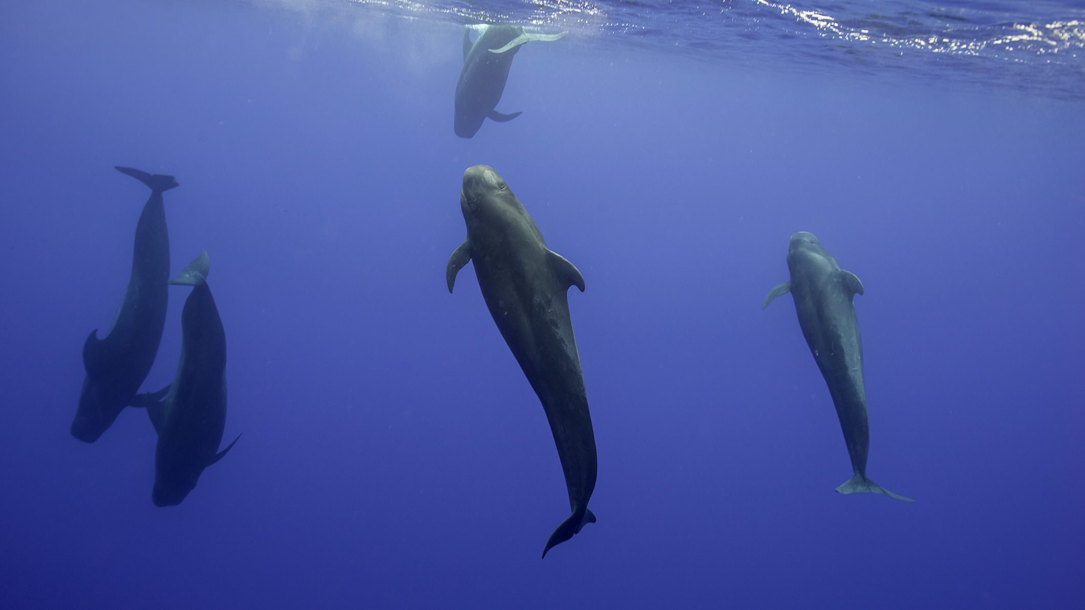 31 delfin sodródott partra, szinte mindegyik elpusztult