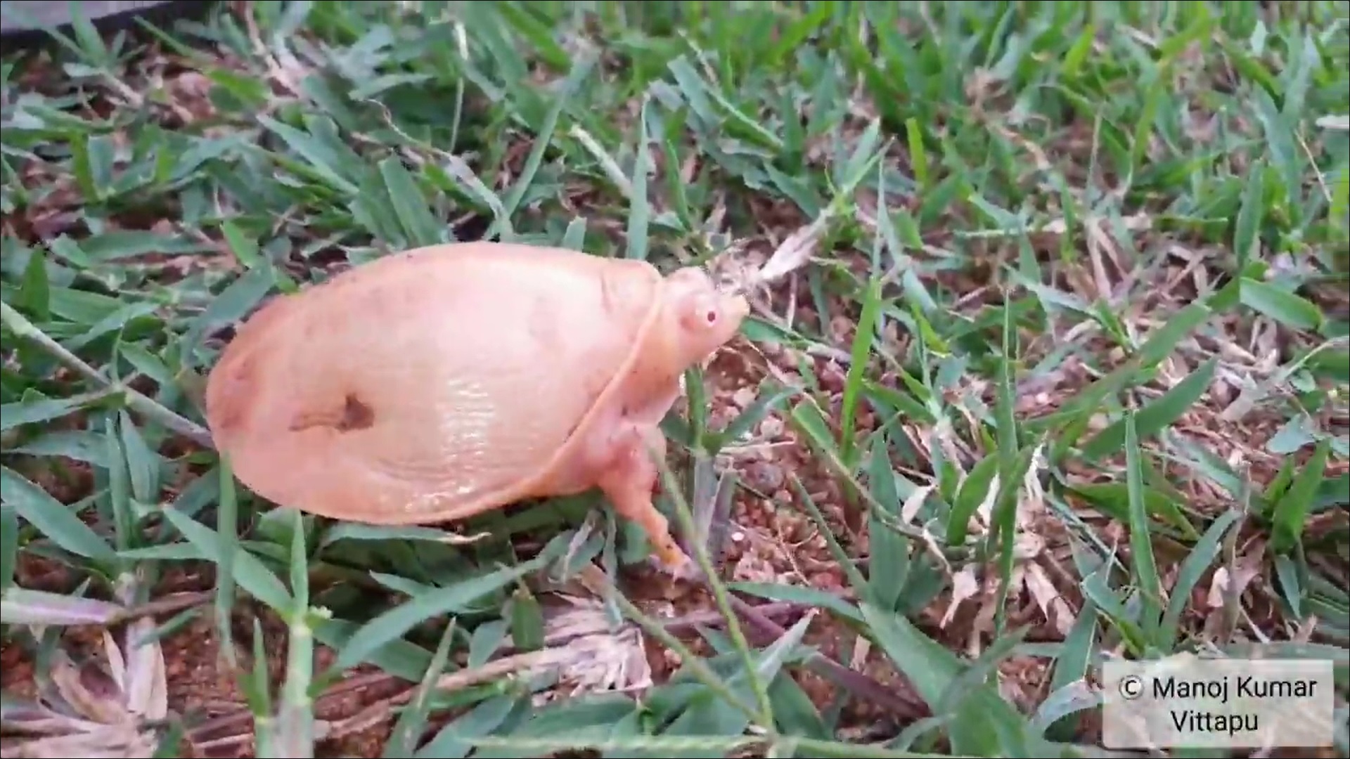 Ritka, albínó teknősről készült videó