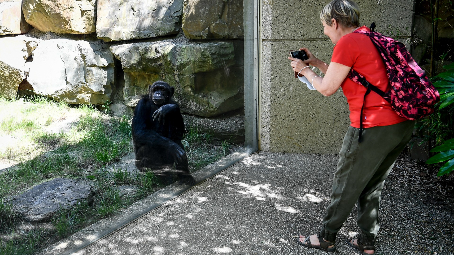 Attól tartanak az állatkertben, a telefonok miatt antiszociális a tini gorilla