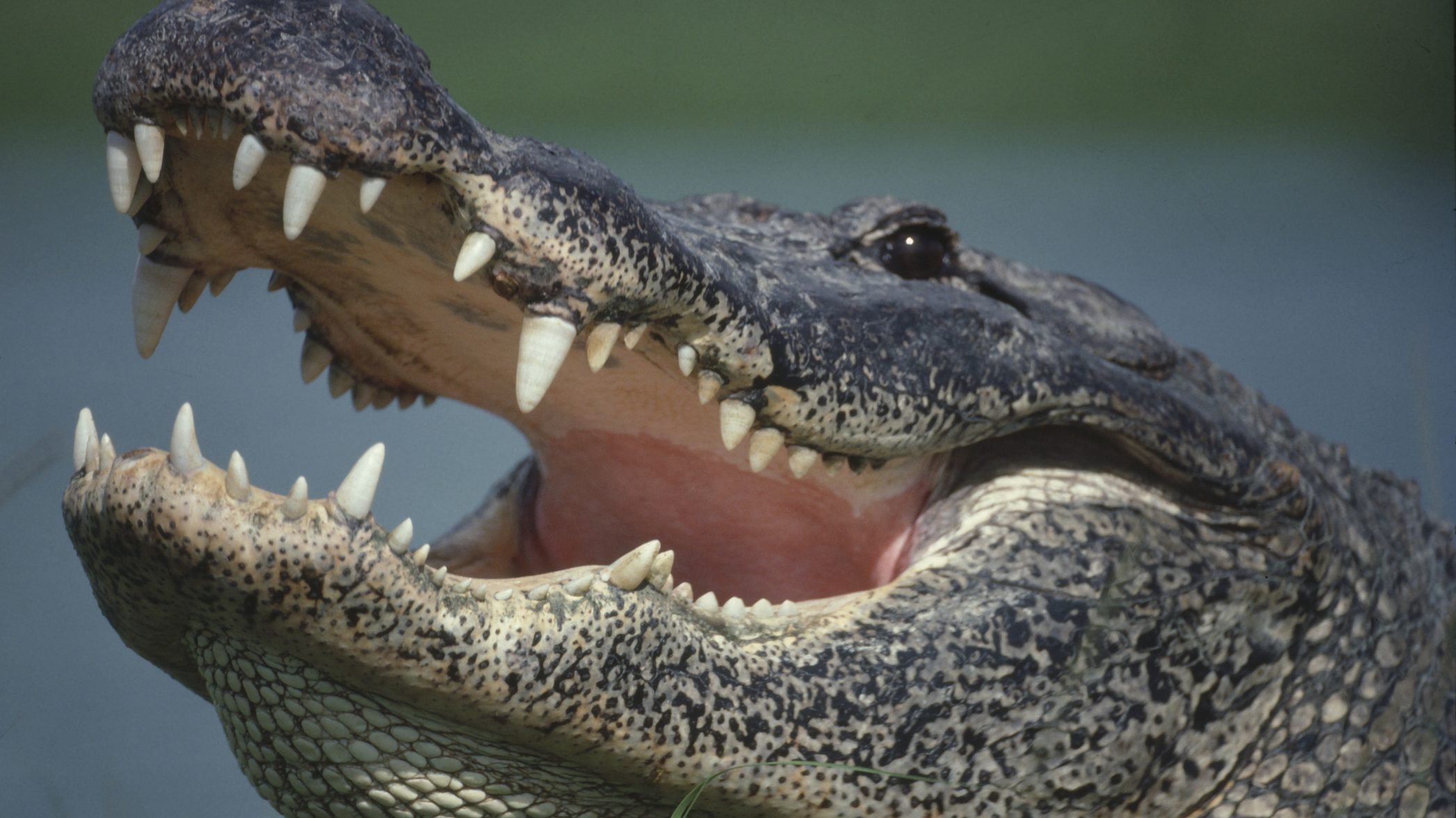 Éhes aligátorok jelentek meg a floridai utcákon