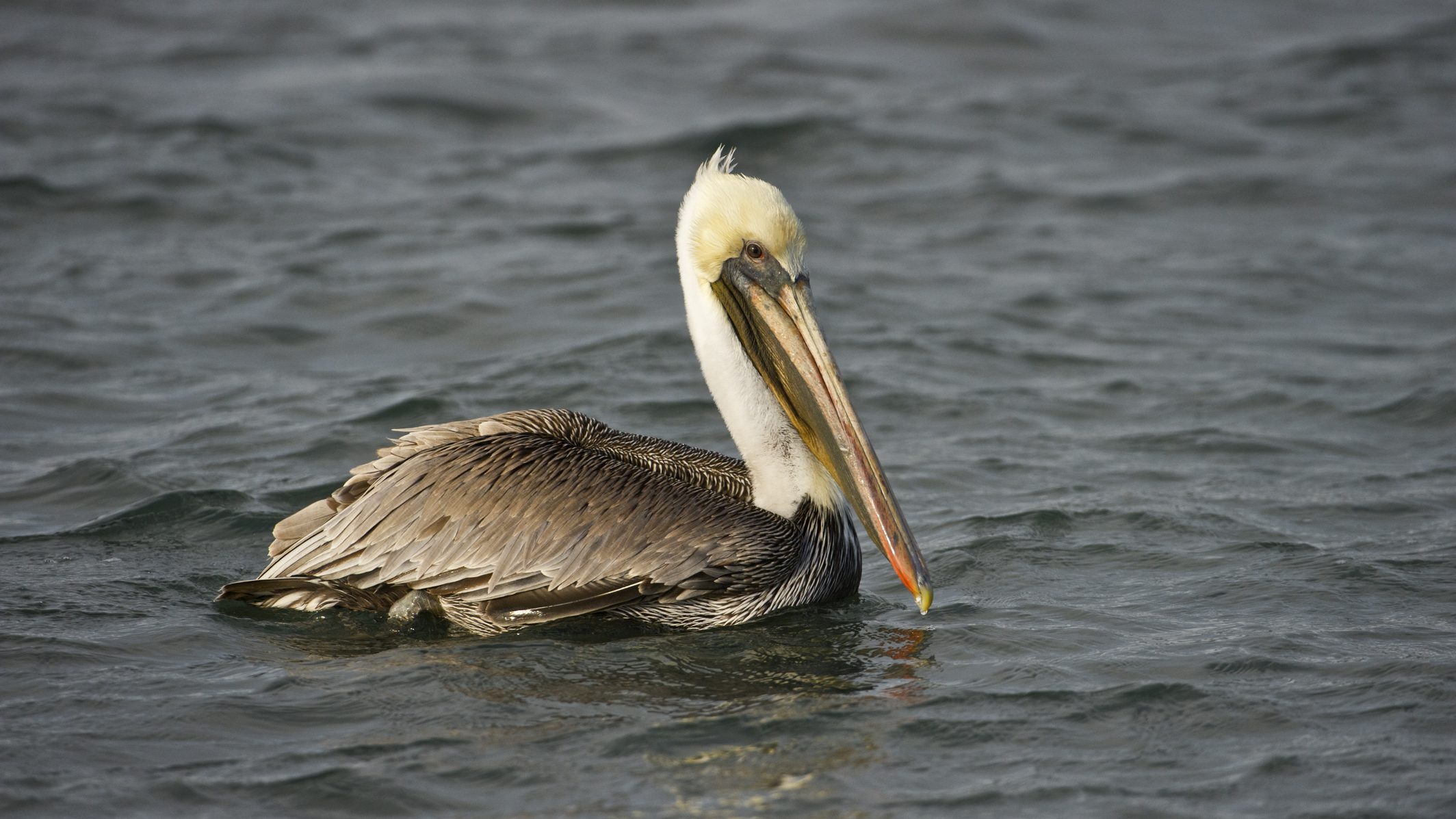 A szakértők sem értik, miért pusztulnak tömegesen a kaliforniai pelikánok