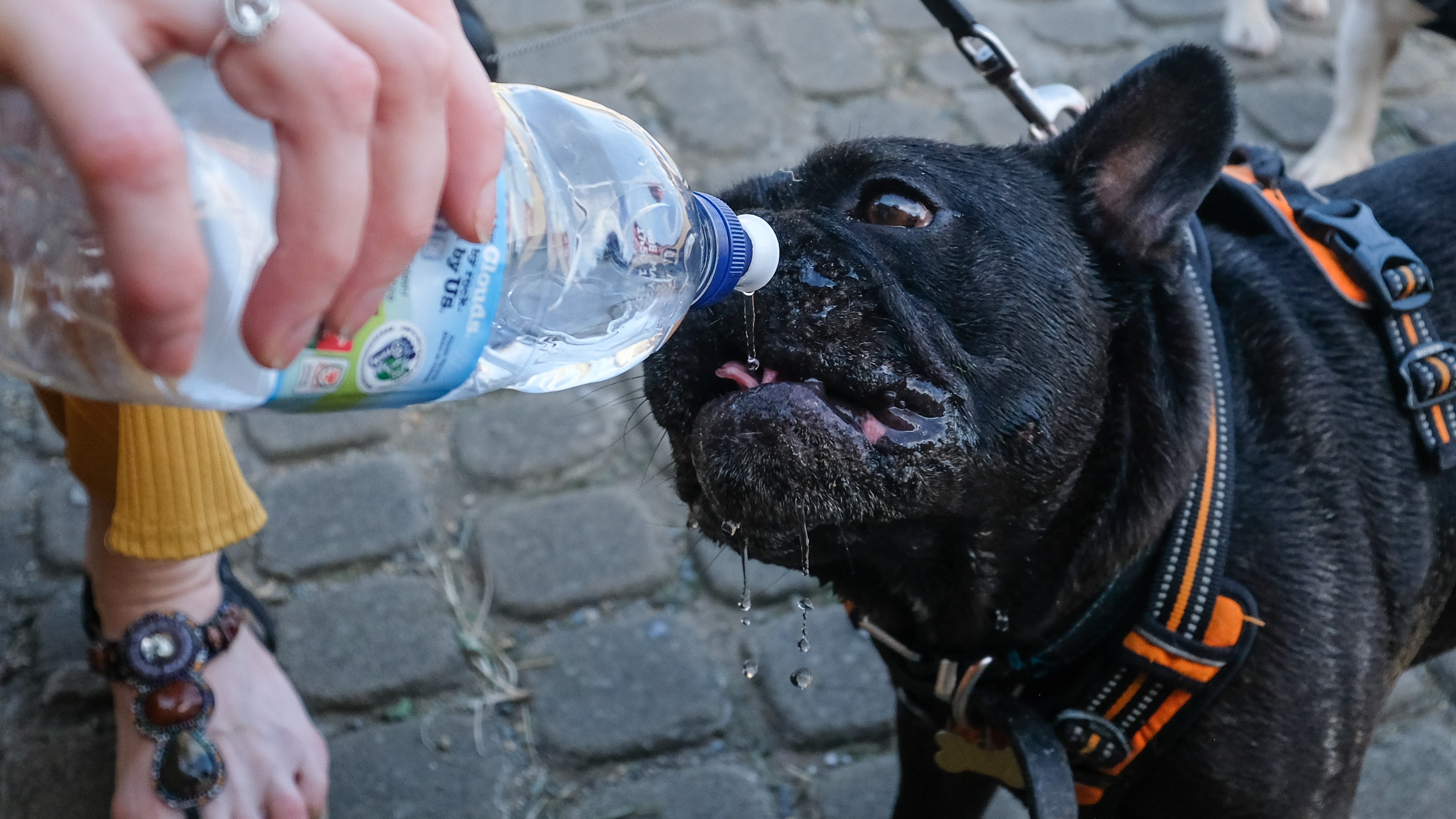 Kisebb vagyont költ palackozott vízre, mert a kutyája nem hajlandó mást inni