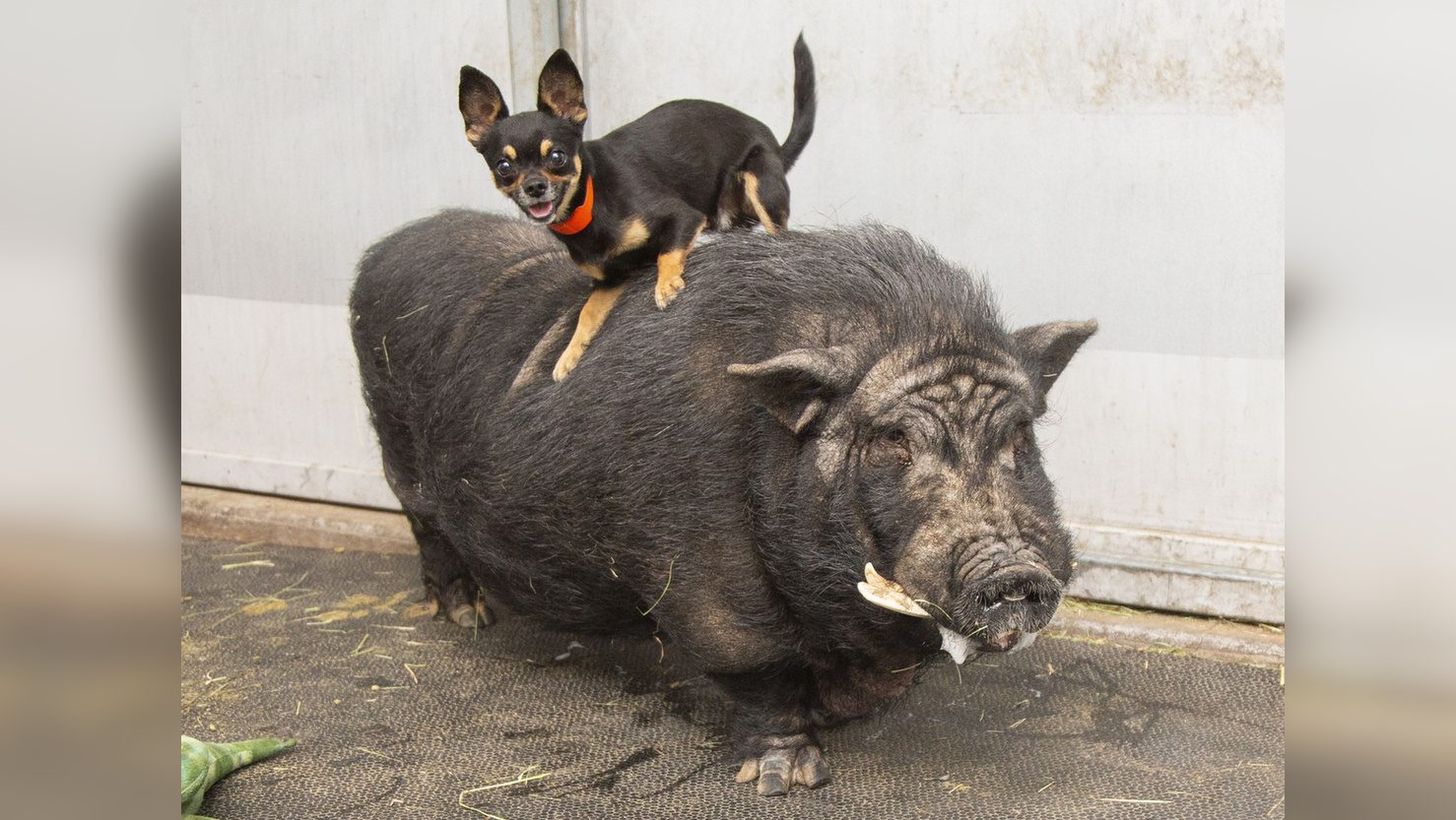 Tényleg létezik Timon és Pumba, Arizonában élnek és a legjobb barátok