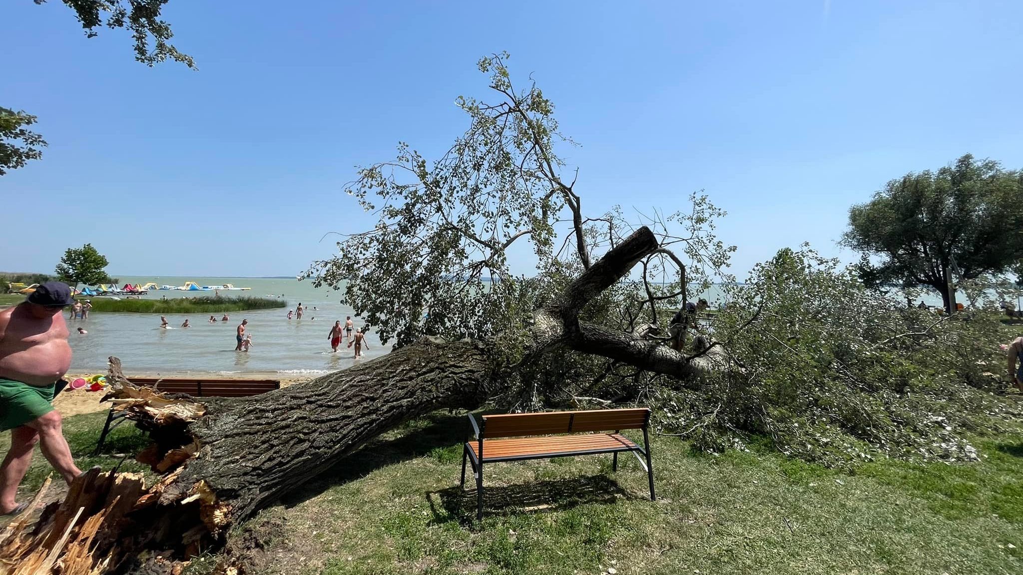 Minden előzmény nélkül kidőlt egy fa a keszthelyi strandon