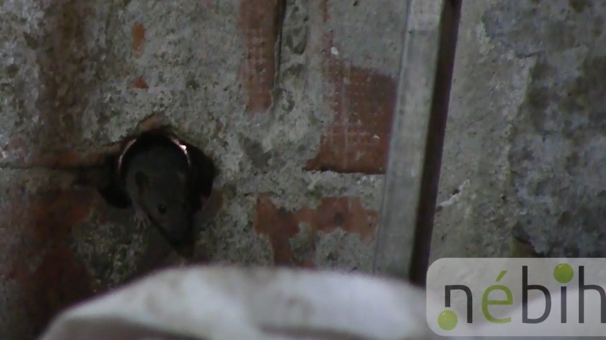 Patkányokkal is találkoztak a nébihesek egy Békés megyei állattartónál, 1700 kilogramm élelmiszert vontak ki a forgalomból