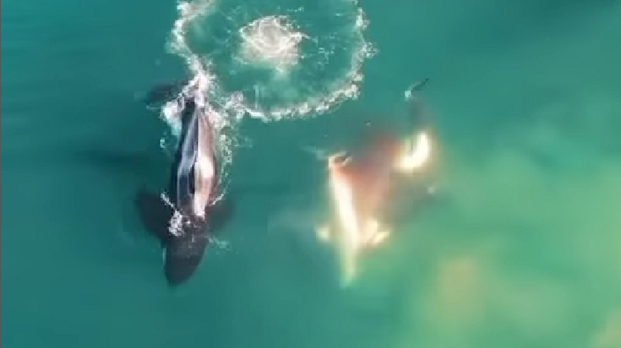 Drónvideón, ahogy gyilkos bálnák végeznek egy cápával