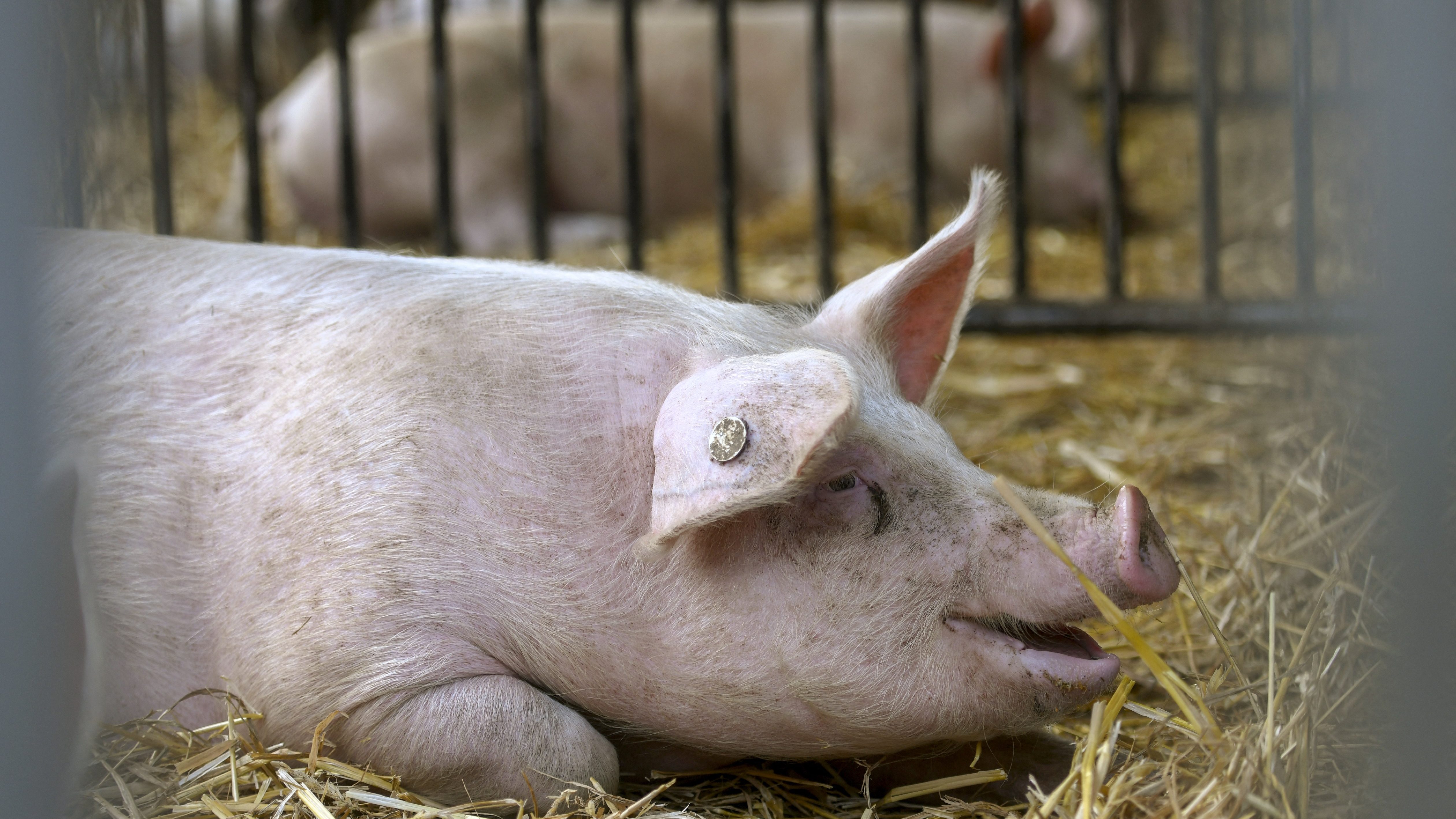 Halott disznók vérkeringését tudták helyreállítani