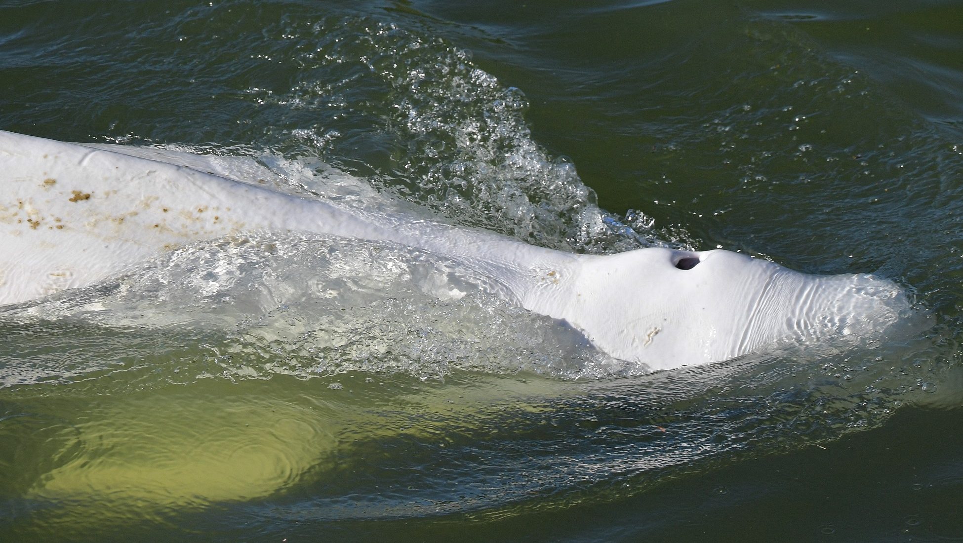 Éhen halástól féltik a Szajnába tévedt fehér delfint