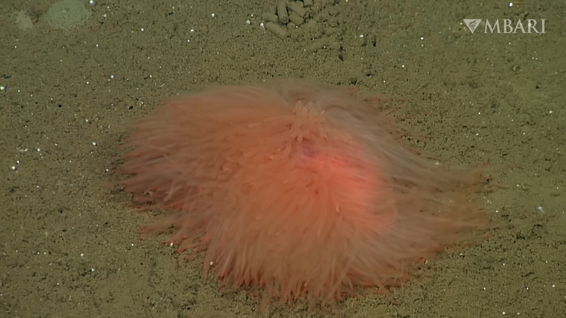 Pom Pomra emlékeztető lényt videóztak a tenger fenekén