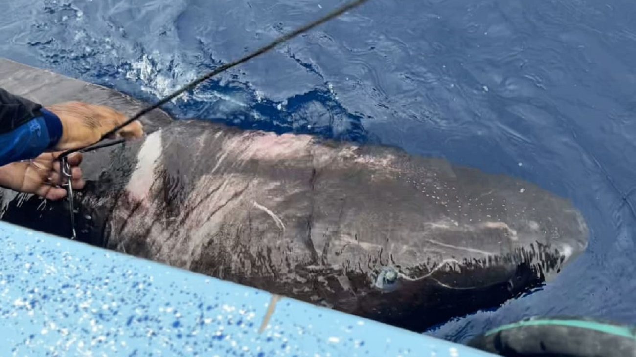 Meglepő helyen bukkant fel egy sarkvidéki cápa