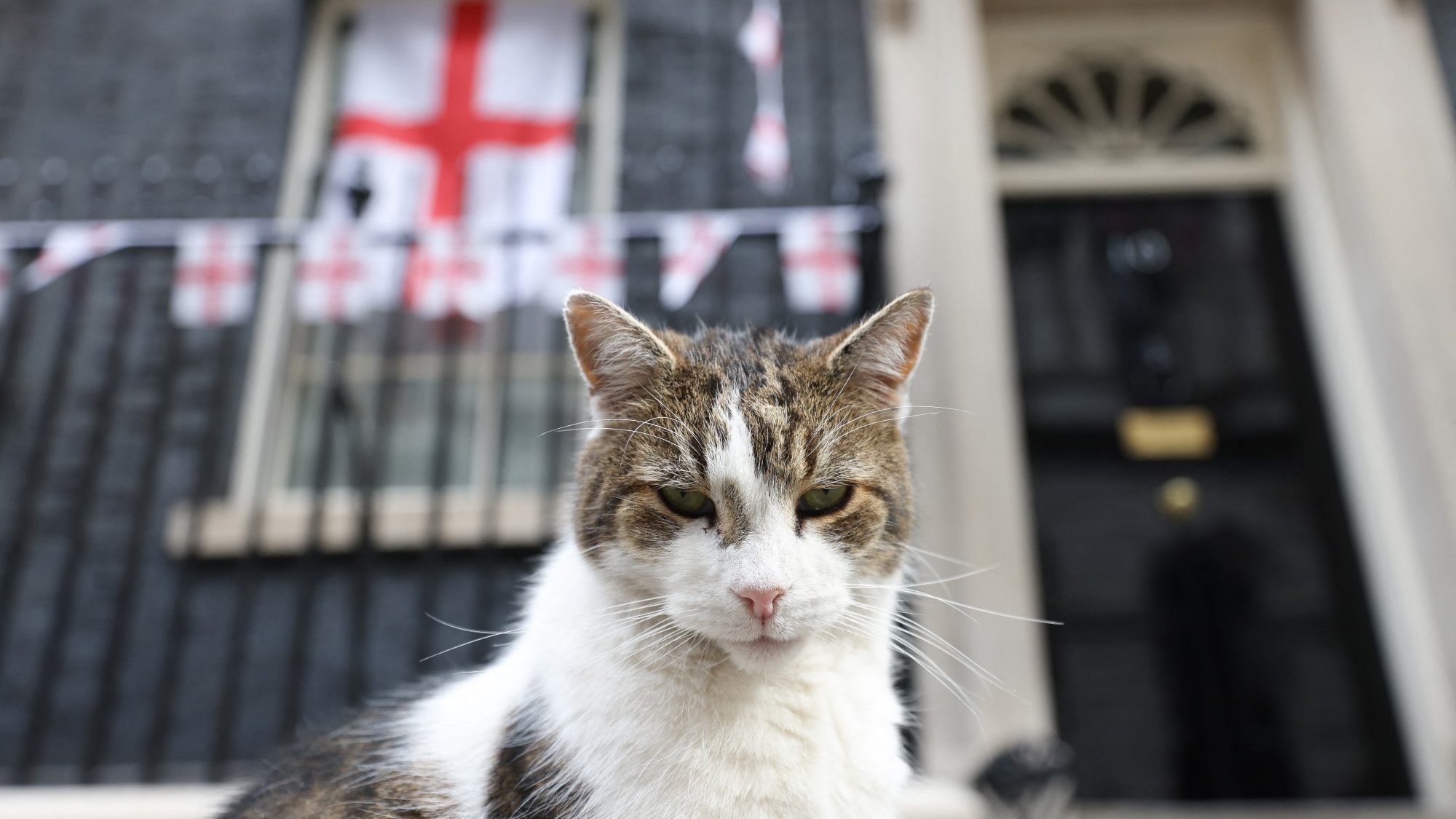 Larry, a Downing Street főegerésze szívesen lenne a britek új miniszterelnöke