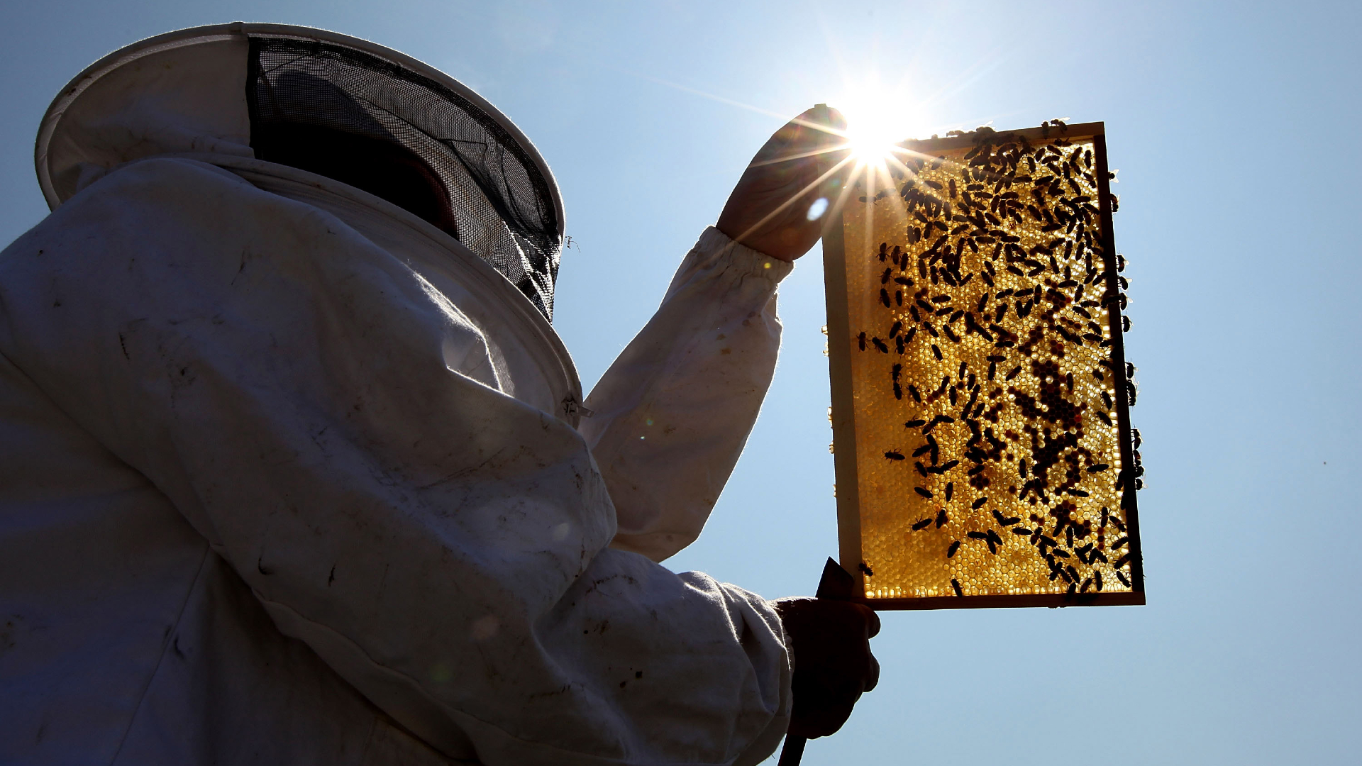 Egy fura hagyomány miatt a királyi méhésznek közölnie kell a méhekkel, hogy meghalt a királynő
