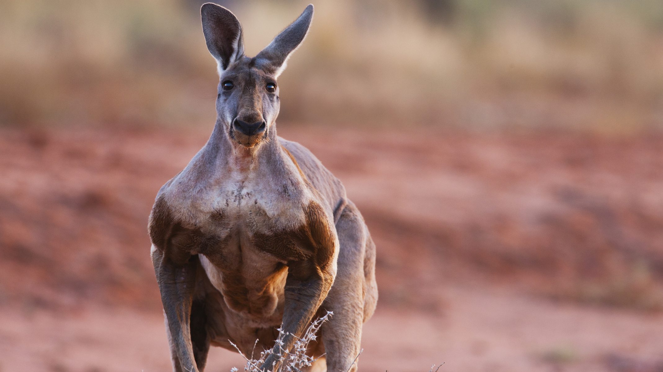 Háziállatként tartott kenguru végzett egy férfival Ausztráliában