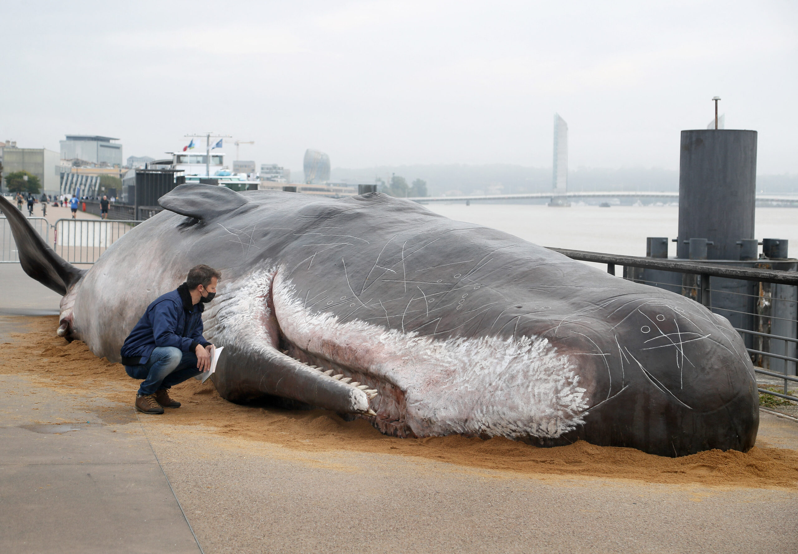 Több mint 330 kiló szemetet találtak egy bálna gyomrában, ami „lassú és fájdalmas halált” halt Új-Skócia partjainál