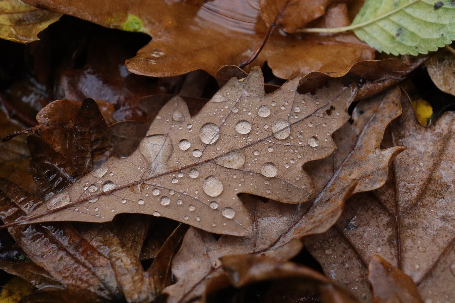 Enyhe, de esős ősz jön a meteorológiai tél első napjaiban