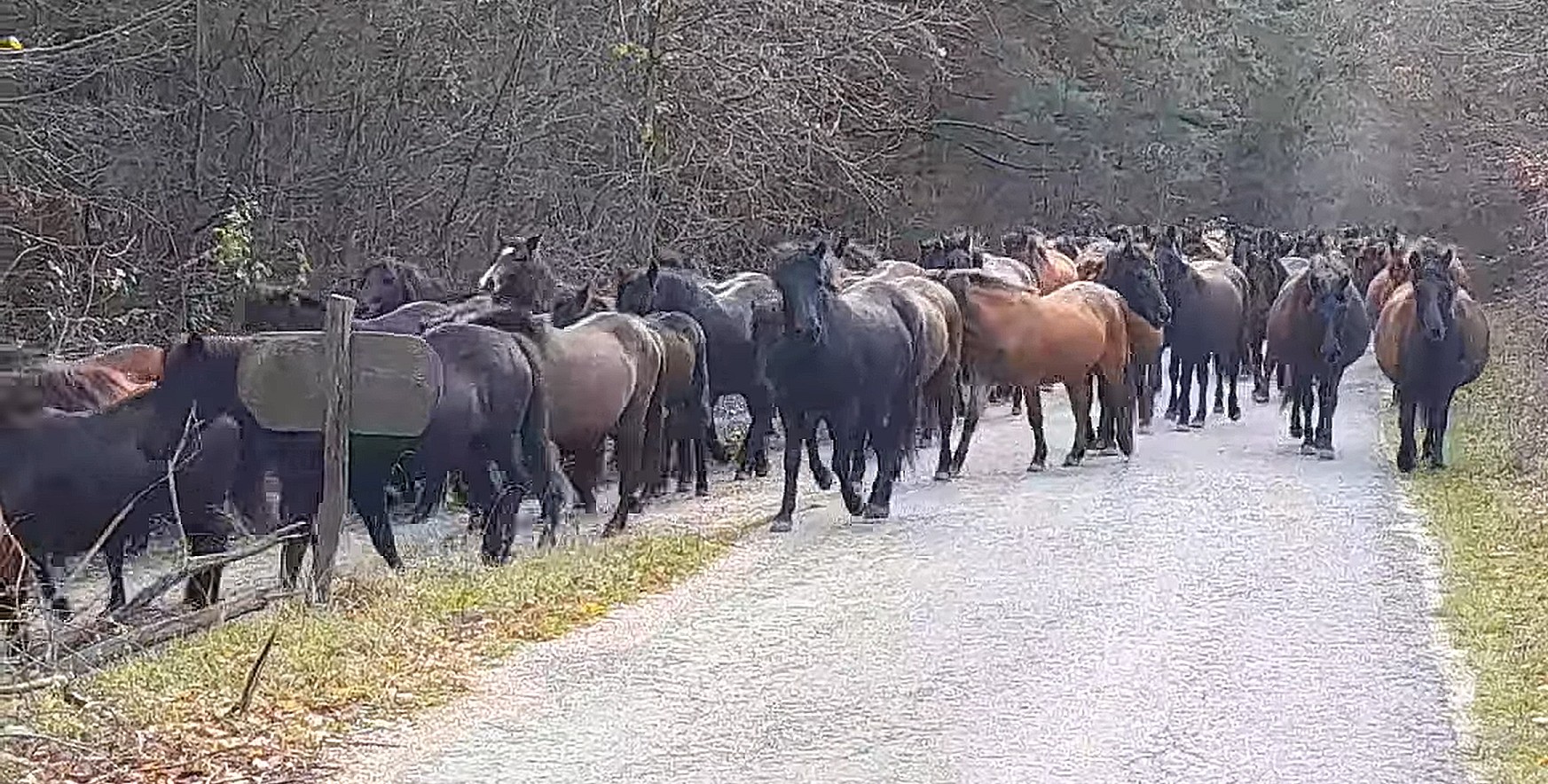 Káprázatos videó a hucul lovak fegyelmezett vonulásáról