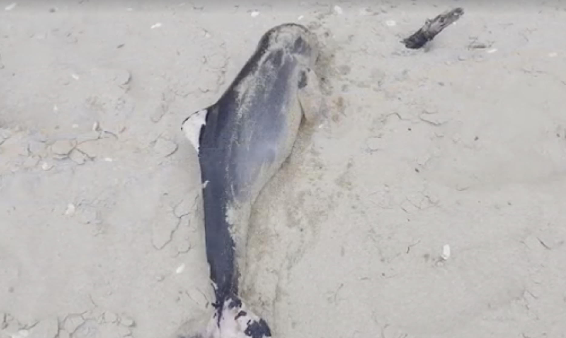 Több tízezer delfin pusztulhatott el eddig az orosz-ukrán háború miatt