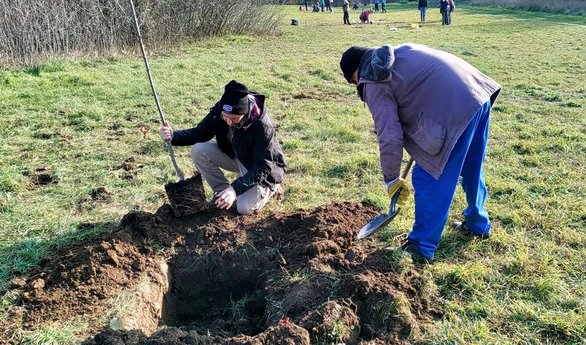 Faültetéssel a klímaváltozás ellen – a leghatásosabb, amit tehetünk