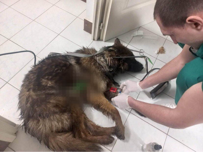 Kegyetlen állatkínzás: nyílvesszővel átlőtt kutyát találtak Sárospataknál