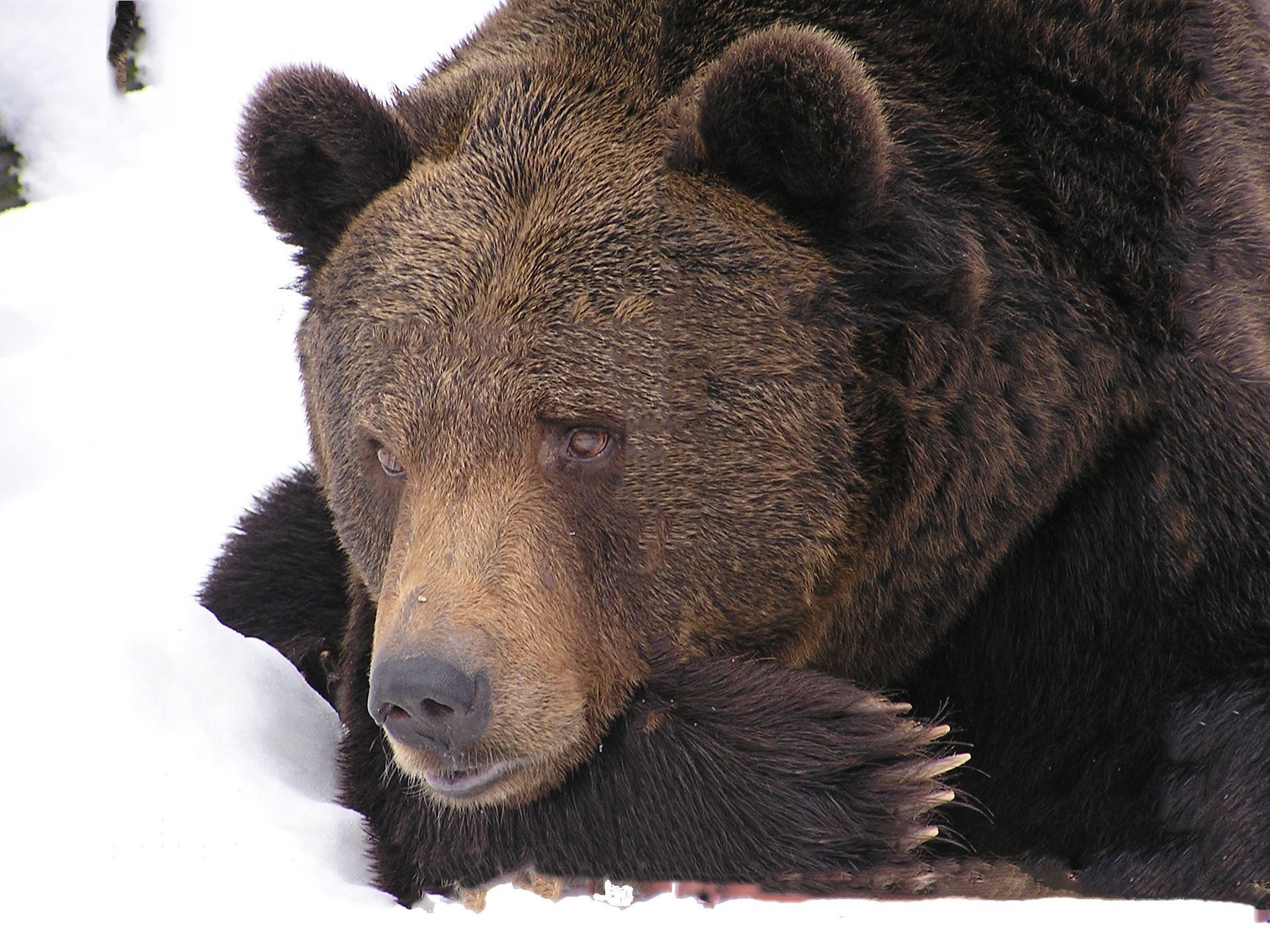 Egy medvebőr miatt indult eljárás a Schadl-ügy egyik vádlottja ellen