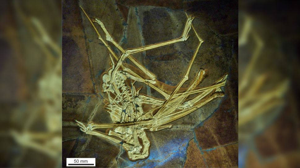 Ismeretlen lényt találtak egy elhagyatott bányában, 480 foga volt