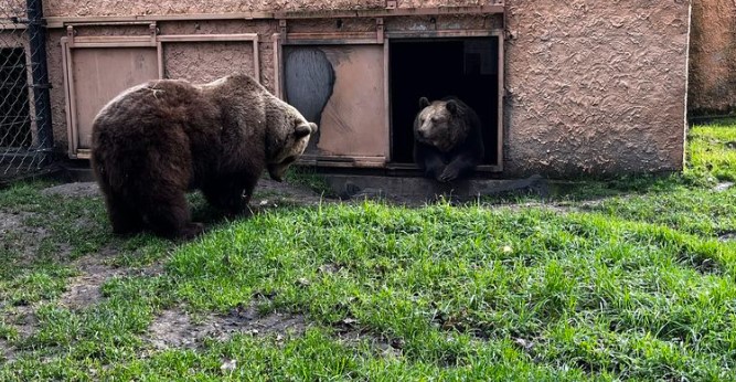 Előbújtak a medvék a Szegedi Vadasparkban, a napsütés ellenére sem mentek vissza a medveházba