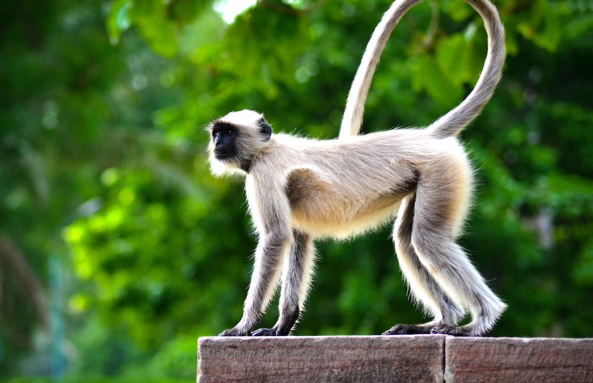 Nem szeplőtelen fogantatás, hanem egy apró lyuk miatt lett vemhes egy japán állatkert majma