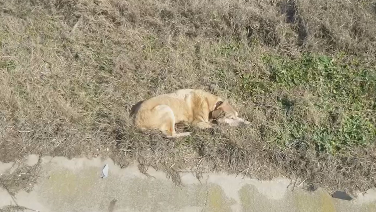 Videó: sokkos állapotban találtak meg egy kutyát az autópálya mellett, a gazdája lemondott róla