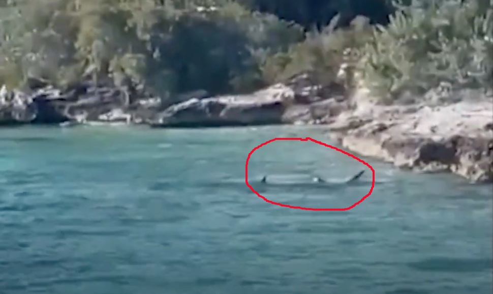 Videó: kutya szállt harcba egy hatalmas cápával, az emberek riadtan figyelték a küzdelmüket