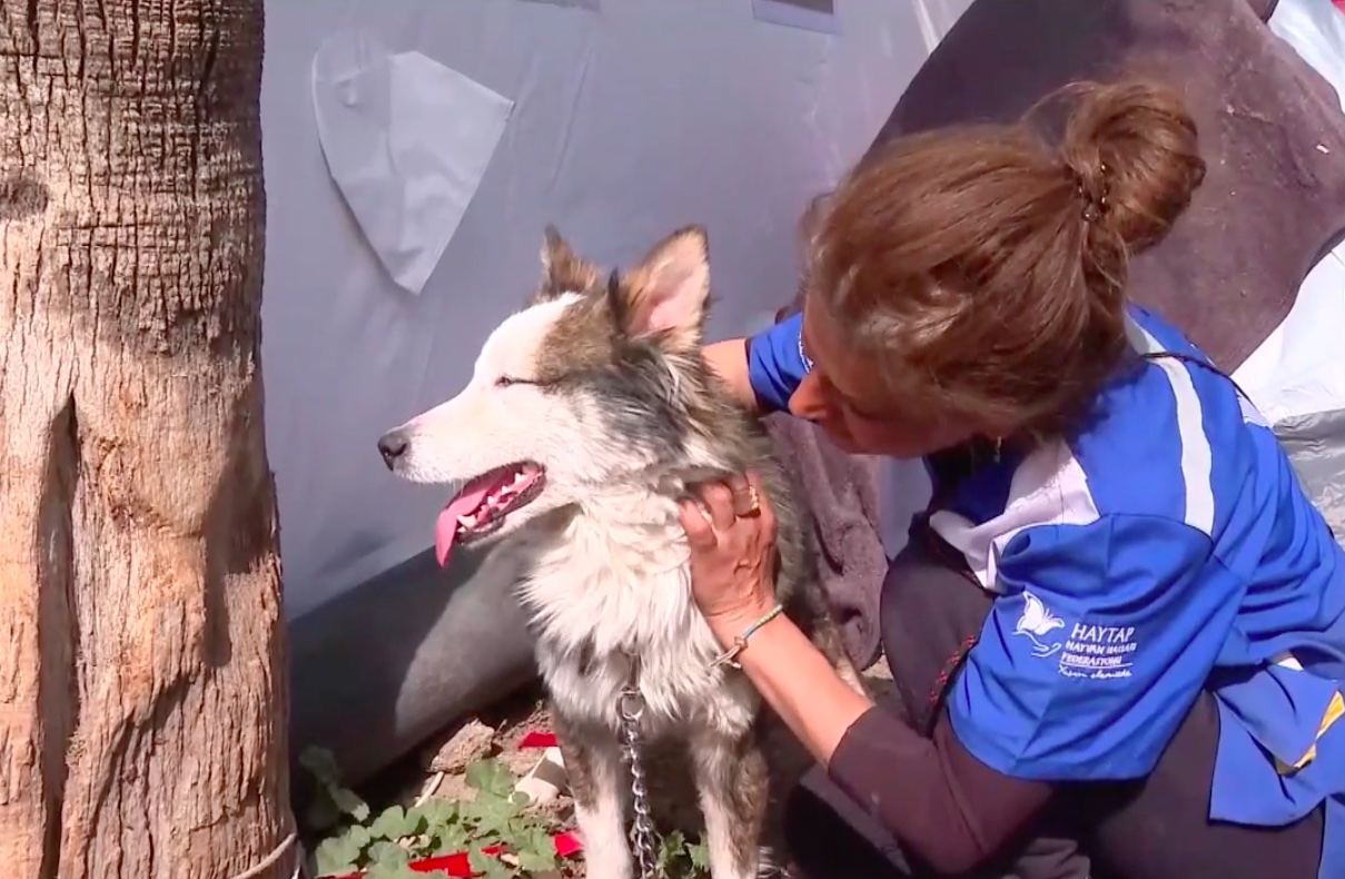 23 nap után élve húztak ki egy huskyt a törökországi földrengés romjai alól